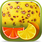 Citrus Pest Key