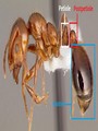 Ant abdominal segments