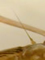 Bristle-like antennae: True bugs