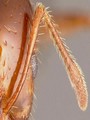 Elbowed antennae: Ants, Beetles