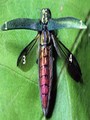 Four wings: true bugs, moths, butterflies, thrips, beetles