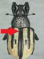Hardened forewings: beetles