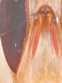 Pouch-like antennae: Flies