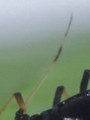 Setaceous antennae: True bugs, Beetles, Katydids