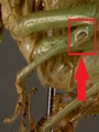 Katydid tympana are exposed on the front leg