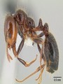 Zero wings: true bugs, ants